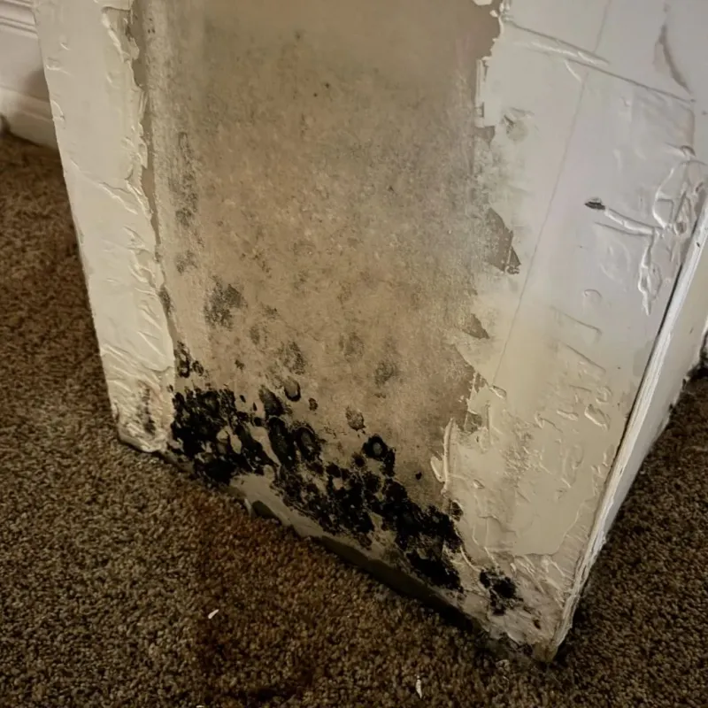 Professional Mold Removal in Cleveland County, OK